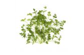 Curly Parsley