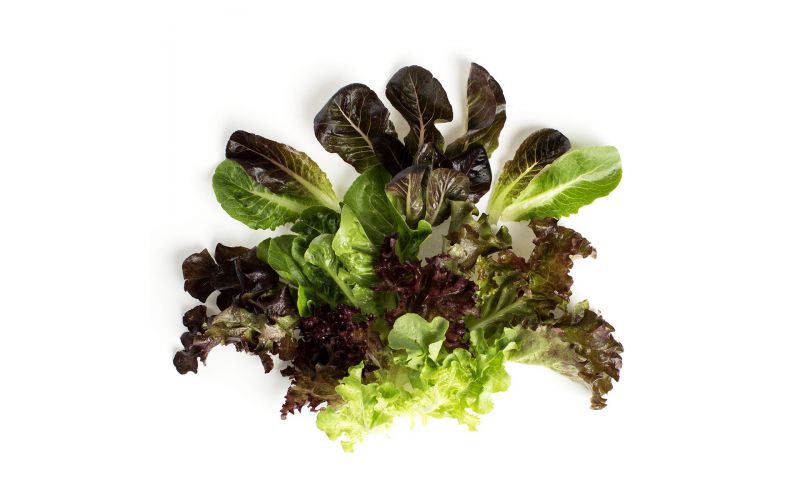 Organic Mesclun / Spring Mix