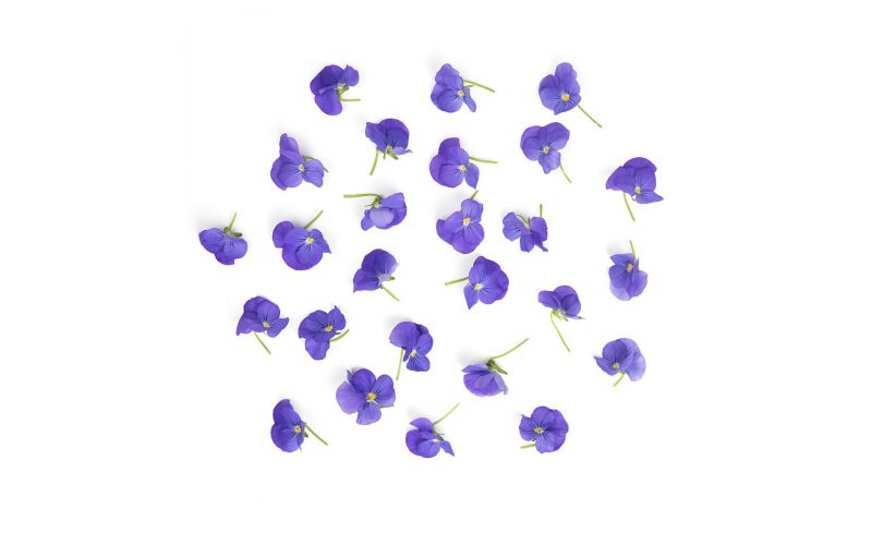 Viola Blue Flowers