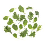 Baby Green Kale