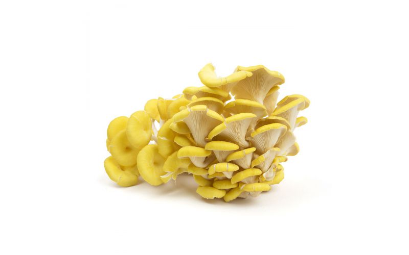 Yellow Oyster Mushrooms