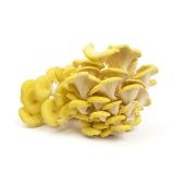 Yellow Oyster Mushrooms