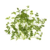 Organic Curly Parsley