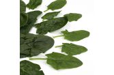 Organic Bloomsdale Spinach