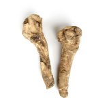 Horseradish Root