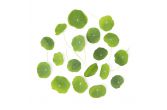 Nasturtium Leaves