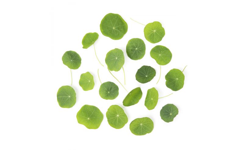 Nasturtium Leaves