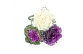 Decorative Kale