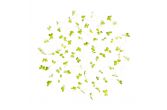Micro Green Mustard