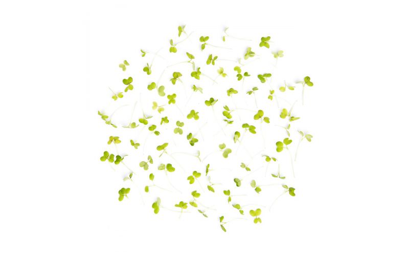 Micro Green Mustard