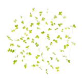 Micro Green Mustard