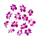 Purple Orchids