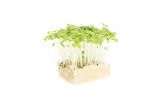 Mustard Green Living Cress