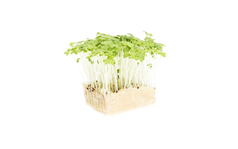 Mustard Green Living Cress