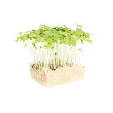 Mustard Green Living Cress