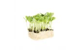 Borage Living Cress