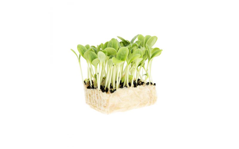 Borage Living Cress
