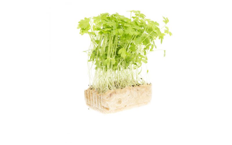 Celery Living Cress