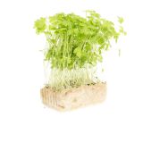 Celery Living Cress