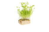 Carrot Living Cress