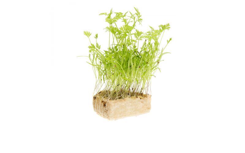 Carrot Living Cress