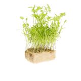 Carrot Living Cress