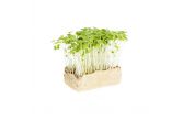 Wasabi Living Cress