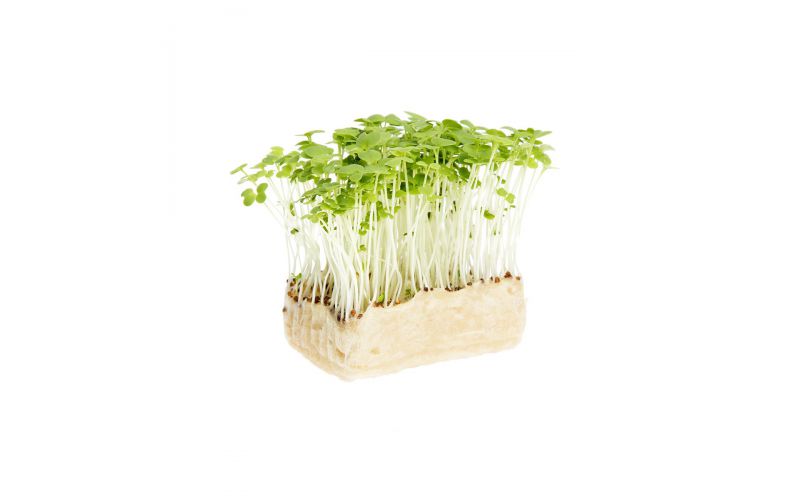 Wasabi Living Cress