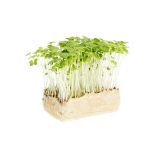 Wasabi Living Cress