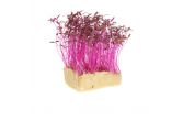Amaranth Living Cress