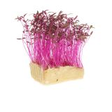 Amaranth Living Cress