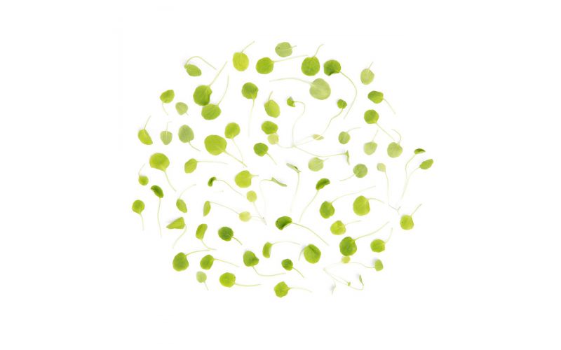 Micro Watercress