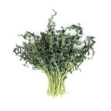 Organic Spigarello Kale