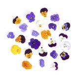 Viola Flowers