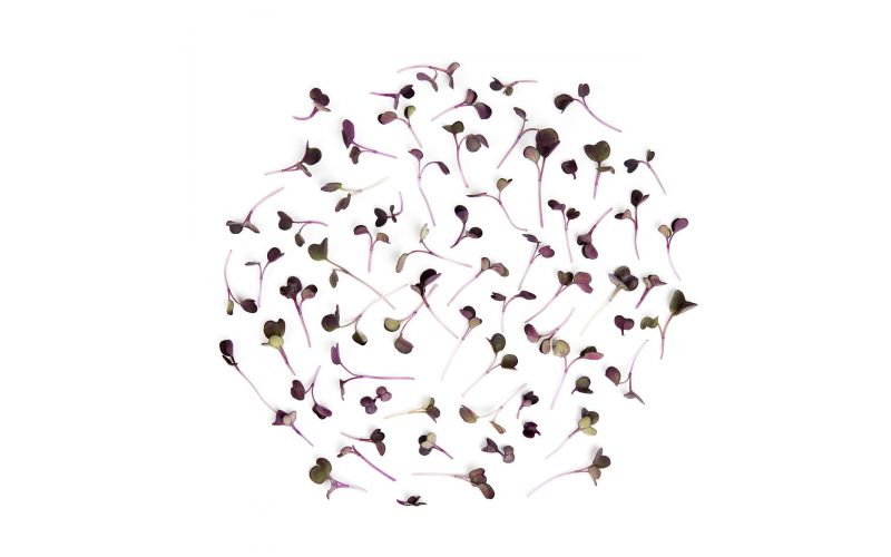 Micro Purple Daikon Radish