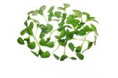 Micro Italian Basil