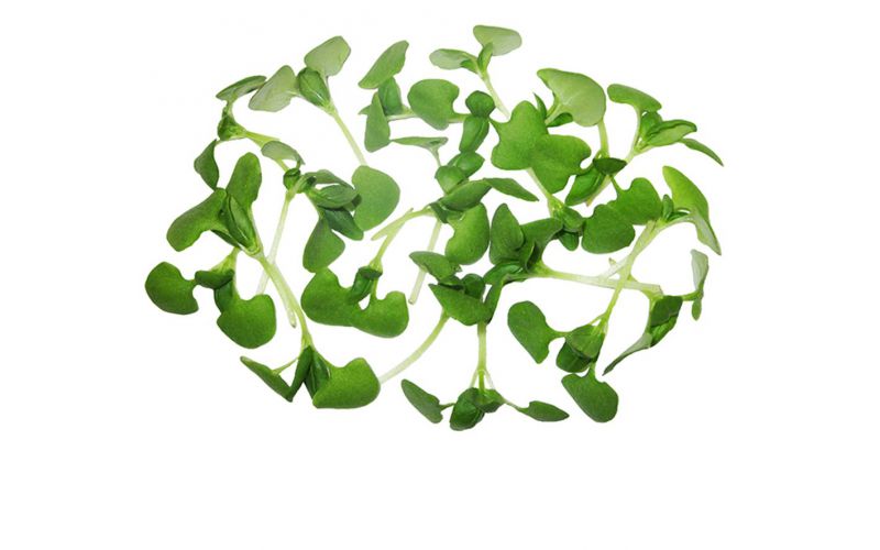 Micro Italian Basil