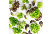 Baby Lettuce Mix