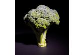 Organic Broccoli