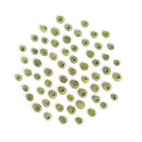 Organic Unripe Blueberries