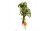 Organic Rainbow Carrot
