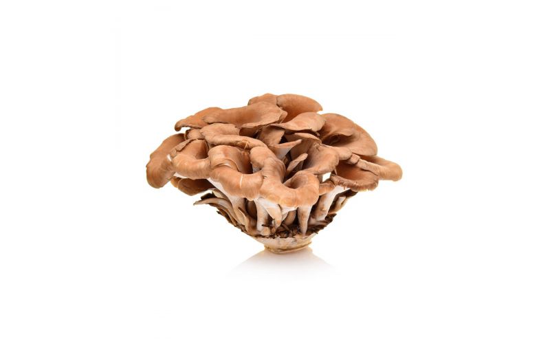 Organic Maitake / Hen of the Woods Mushrooms