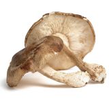 Extra Large Shiitake Mushrooms
