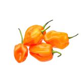 Orange Habanero Peppers