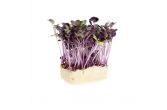 Sakura Living Cress
