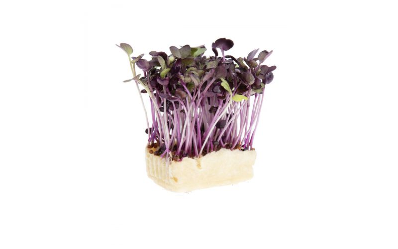 Sakura Living Cress