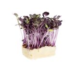 Sakura Living Cress