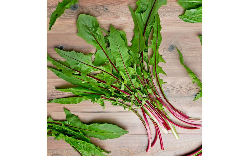 Organic Red Dandelion