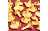 Chanterelle Mushrooms