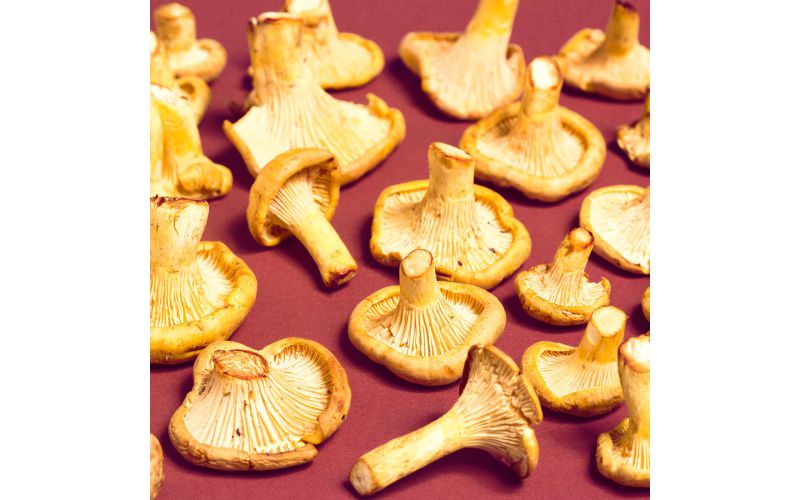 Chanterelle Mushrooms